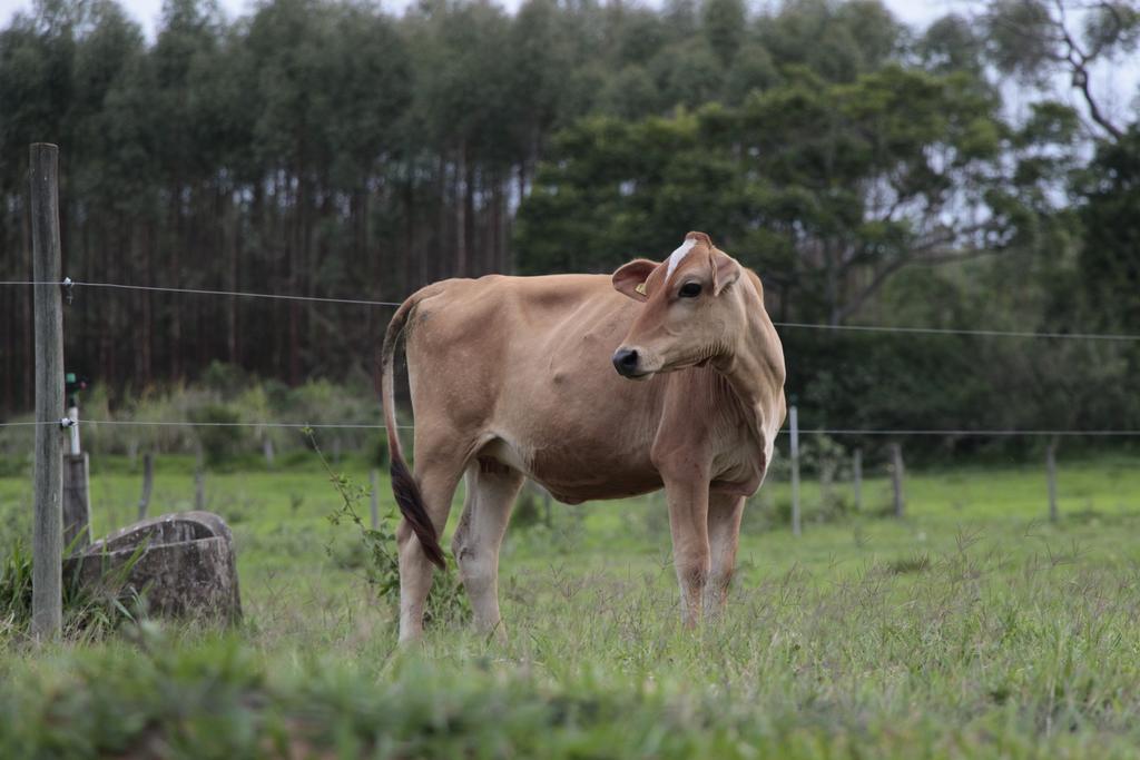 Hospedagem Fazenda Nova America Brotas Exteriör bild